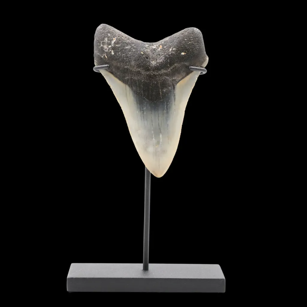 Megalodon Tooth, 96 gr, Polishing, h 9.5 cm, circa 13 mln years old - preview photo 3123