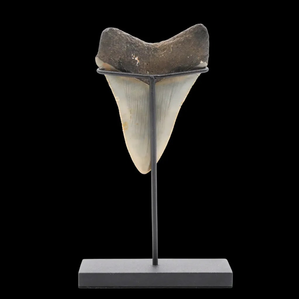 Megalodon Tooth, 96 gr, Polishing, h 9.5 cm, circa 13 mln years old - preview photo 4123