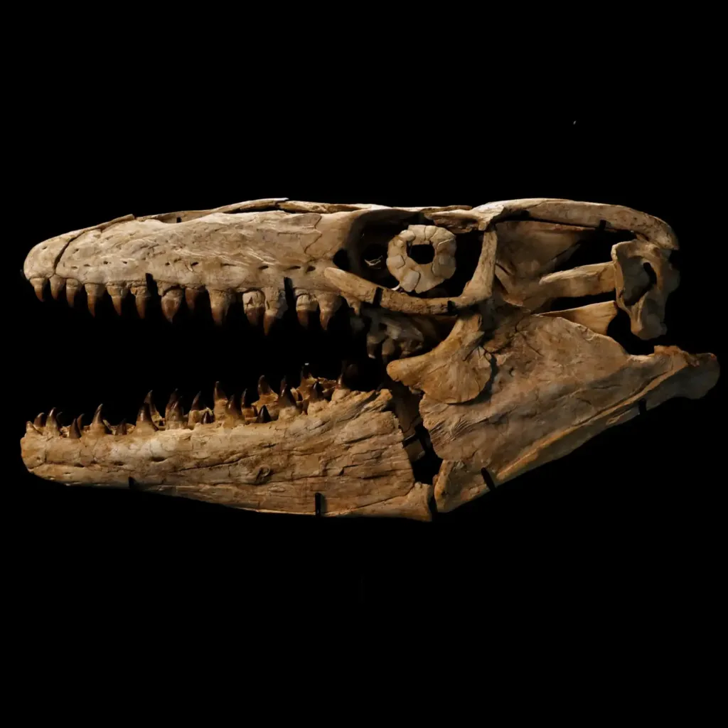 Skull of prehistoric "Sea dragon" (Mosasaur Thalassotitan), 72 mln years old, well preserved - preview photo 1123
