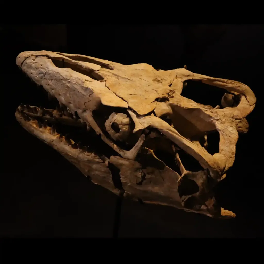 Skull of prehistoric "Sea dragon" (Mosasaur Thalassotitan), 72 mln years old, well preserved - preview photo 2123