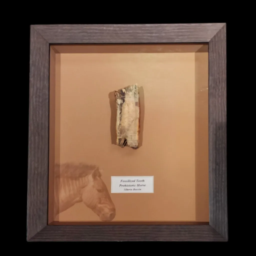 Echoes of the Ice Age – Fossilized Tooth of a Prehistoric Horse - preview photo 5123