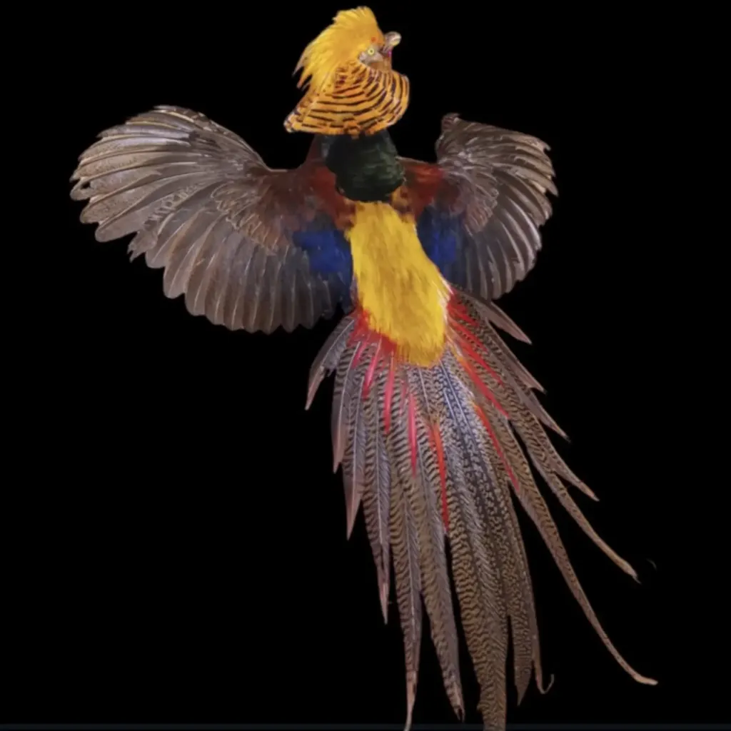 Phasianus colchicus (Phasianus colchicus) 75–90 سم