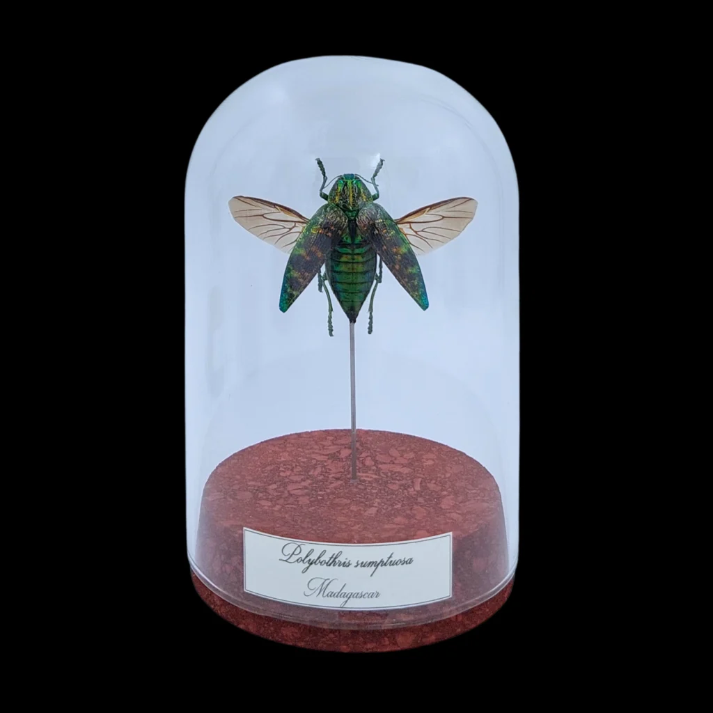 Polybothris sumptuosa in Glass Cloche 12 cm, Madagascar