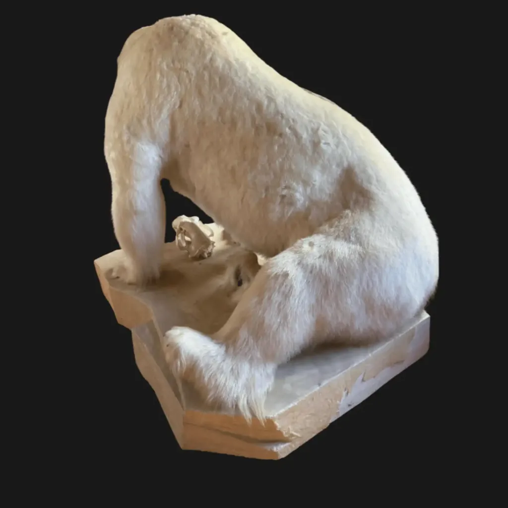 Polar Bear Trophy Mount – Arctic Majesty Preserved - preview photo 3123