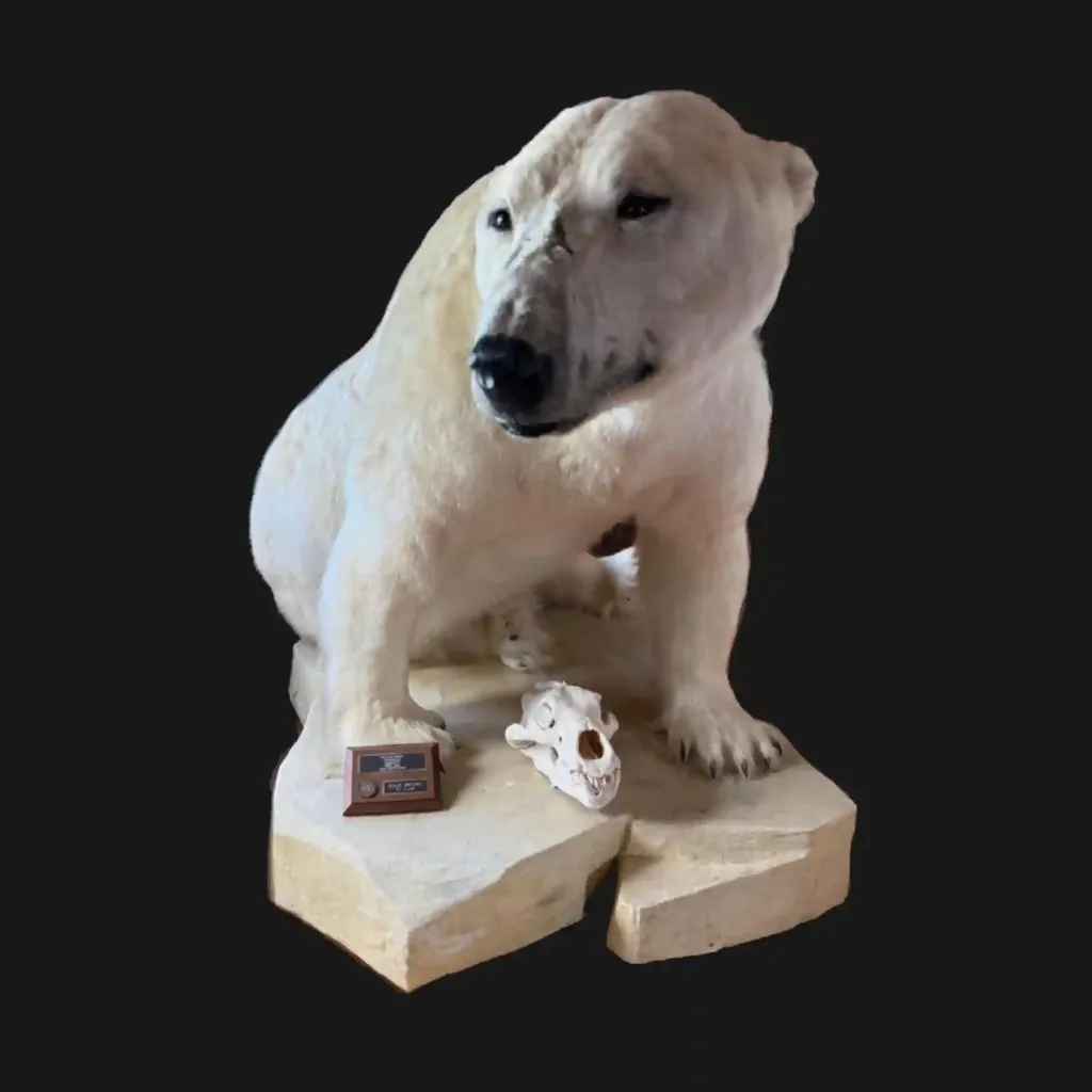 Polar Bear Trophy Mount – Arctic Majesty Preserved - preview photo 4123