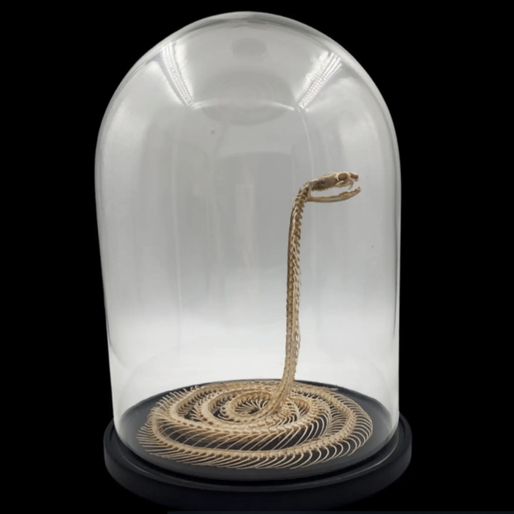 Preserved Snake Skeleton in Glass Cloche – A Delicate Study of Natural Form - preview photo 1123