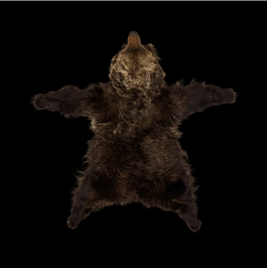 Luxurious Brown Bear Rug - preview photo 1123