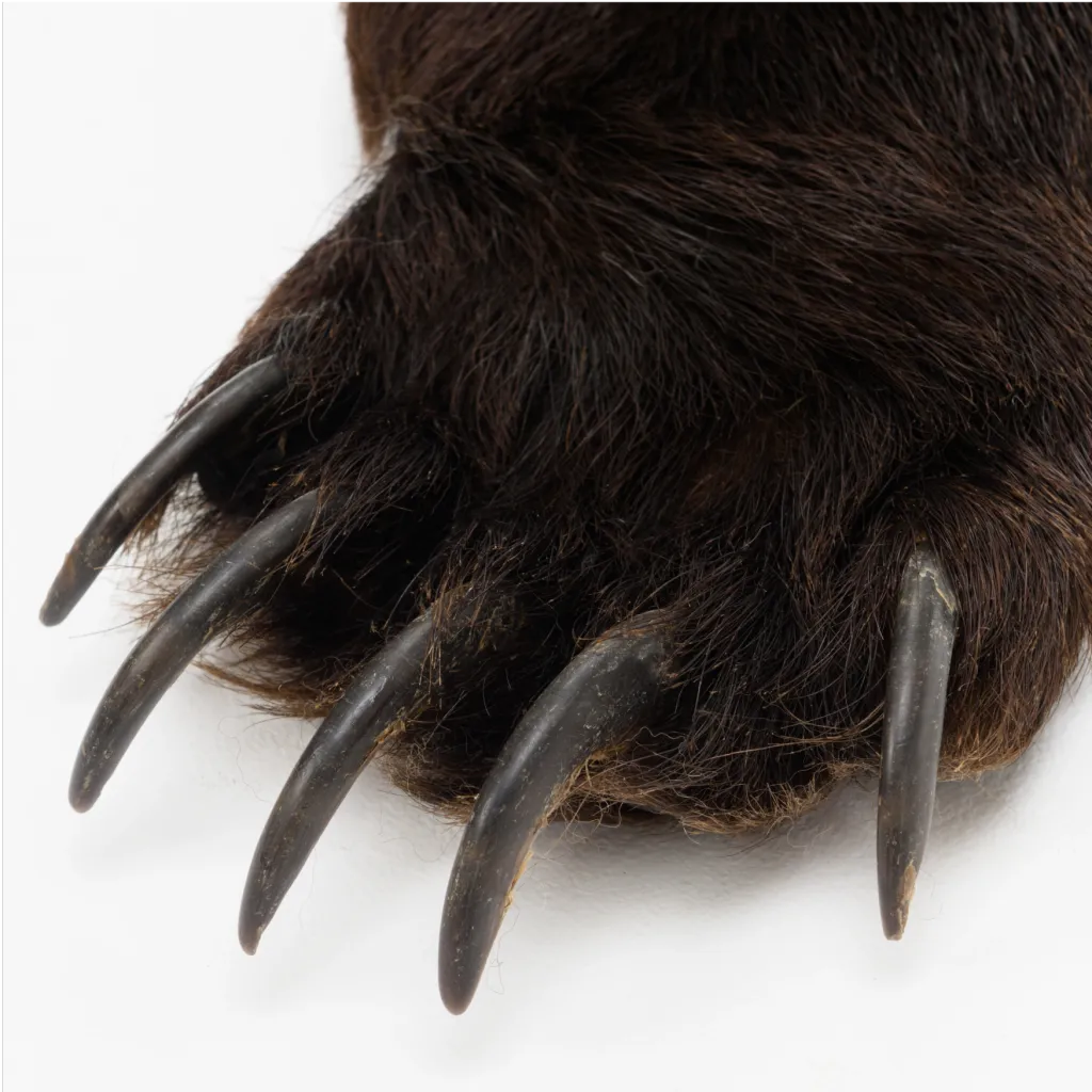 Luxurious Brown Bear Rug - preview photo 2123