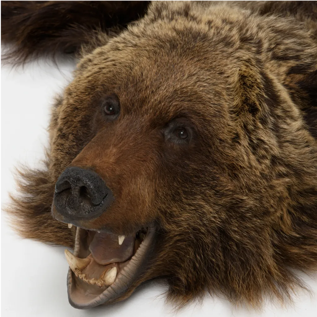 Luxurious Brown Bear Rug - preview photo 3123