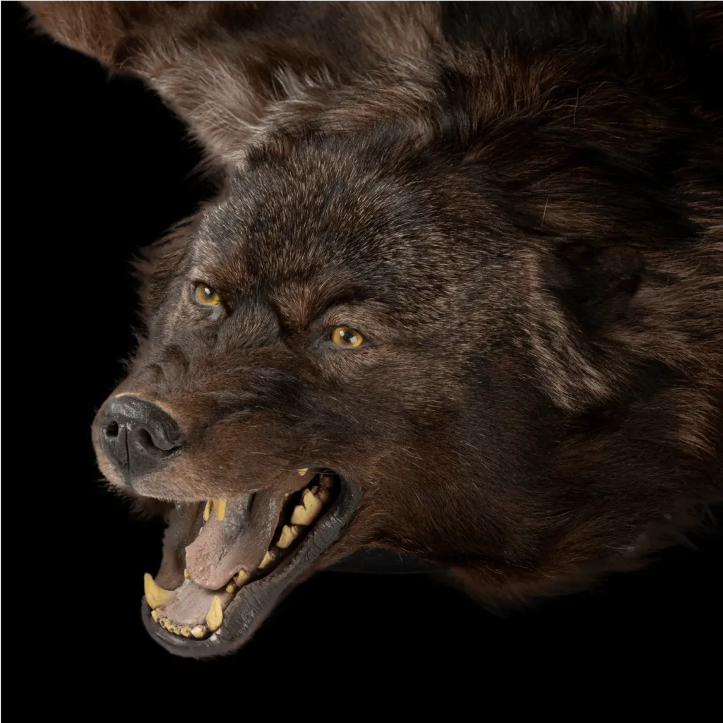 Wild Opulence: Rich Dark Brown Wolf (Canidae) Rug from the Canadian Tundra, 190 cm