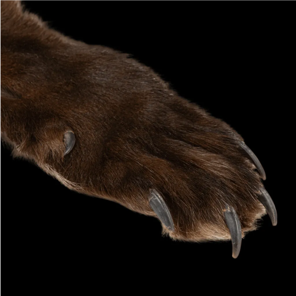 Wild Opulence: Rich Dark Brown Wolf (Canidae) Rug from the Canadian Tundra, 190 cm - preview photo 3123