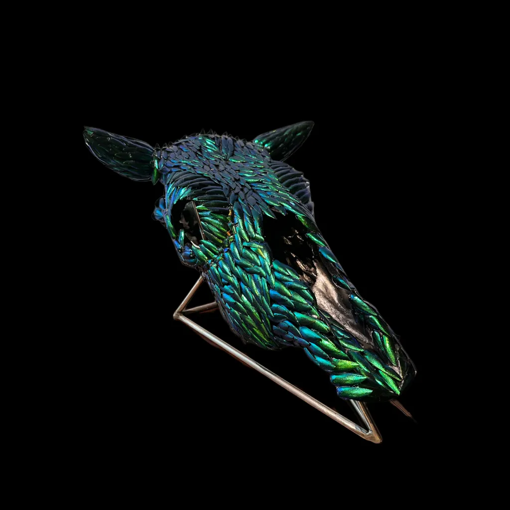 Nature’s Mosaic: Iridescent Beetle Wing  (Buprestidae), Thailand Adorned Cow Skull