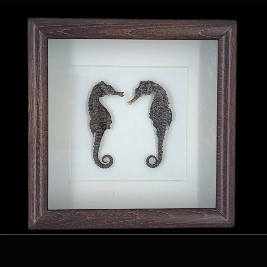 Mediterranean Seahorse – Elegance of the Sea, Preserved in a Frame - preview photo 1123