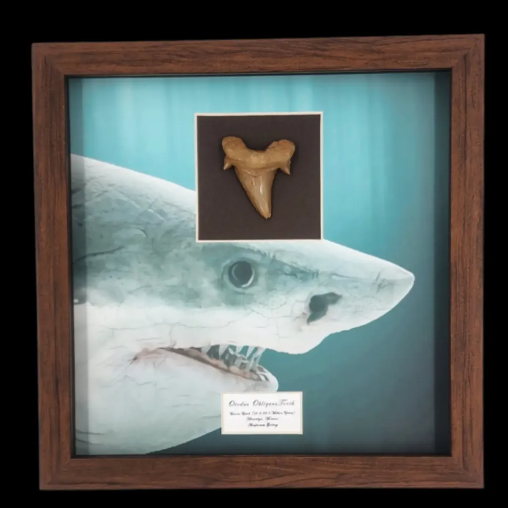 Prehistoric Power: Authentic Otodus obliquus Tooth, 5.2 cm