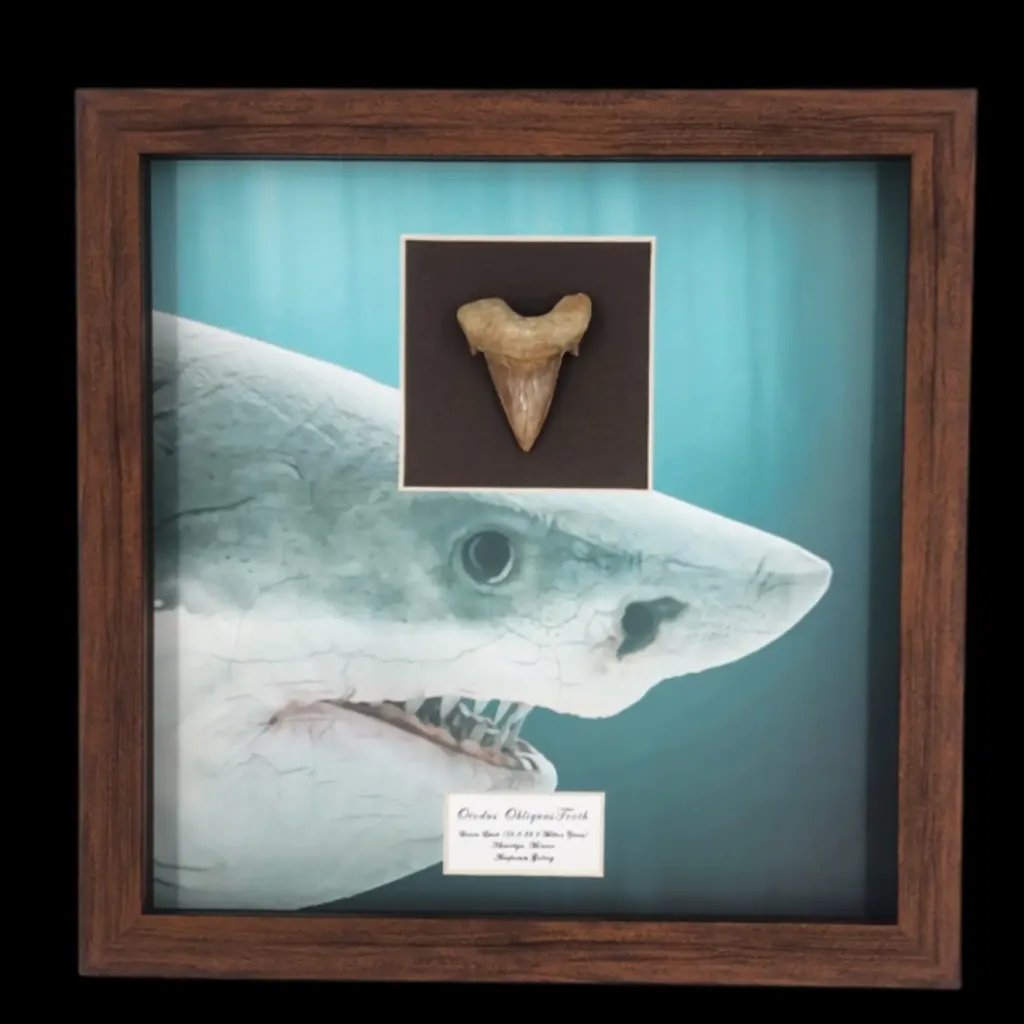 Prehistoric Power: Authentic Otodus obliquus Tooth, 4.5 cm