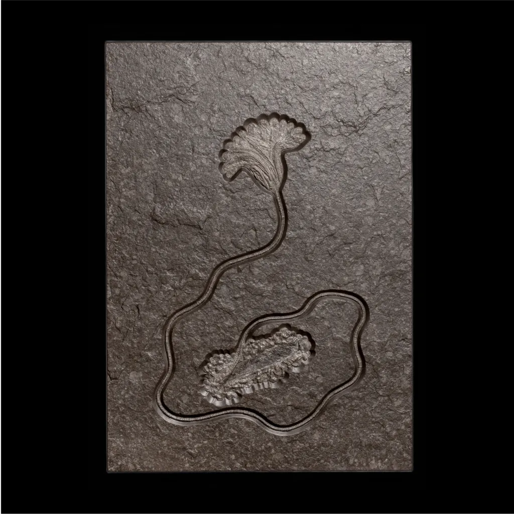 Sea lily Crinoidea - preview photo 1123