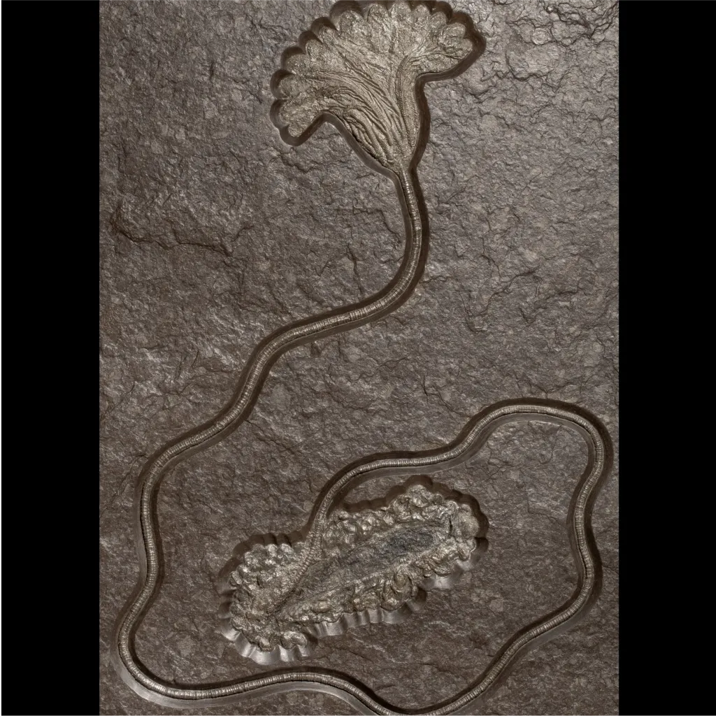 Sea lily Crinoidea - preview photo 2123