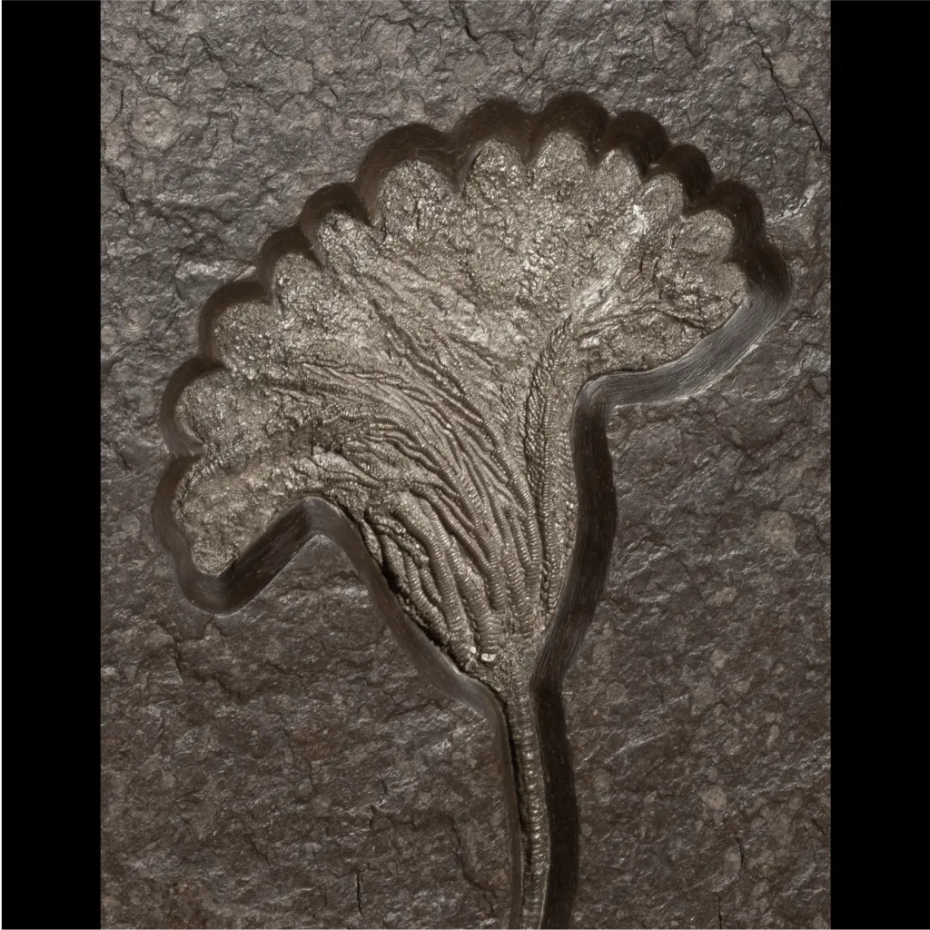 Sea lily Crinoidea - preview photo 3123