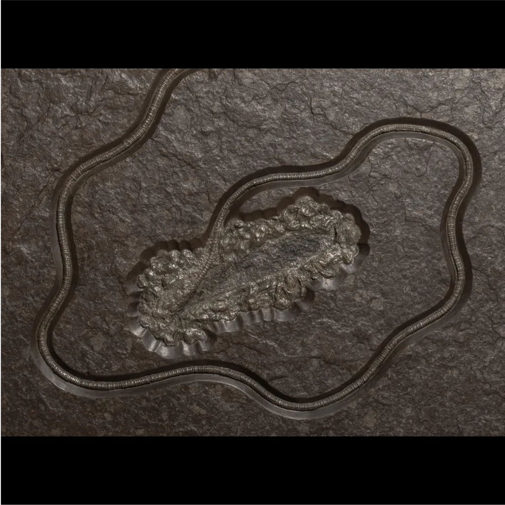 Sea lily Crinoidea - preview photo 4123