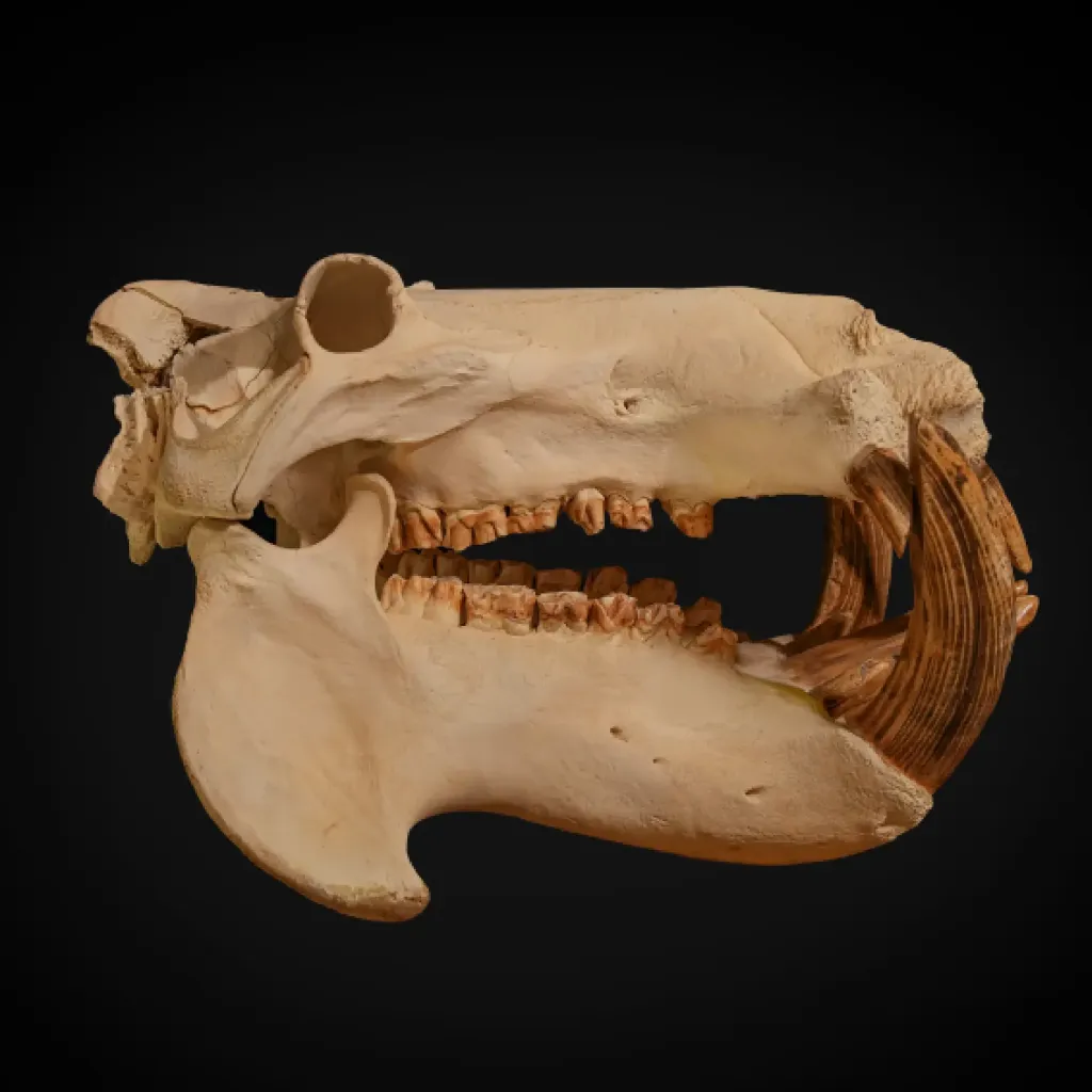 Impressive Hippo Skull – Relic from Africa’s Great Rivers