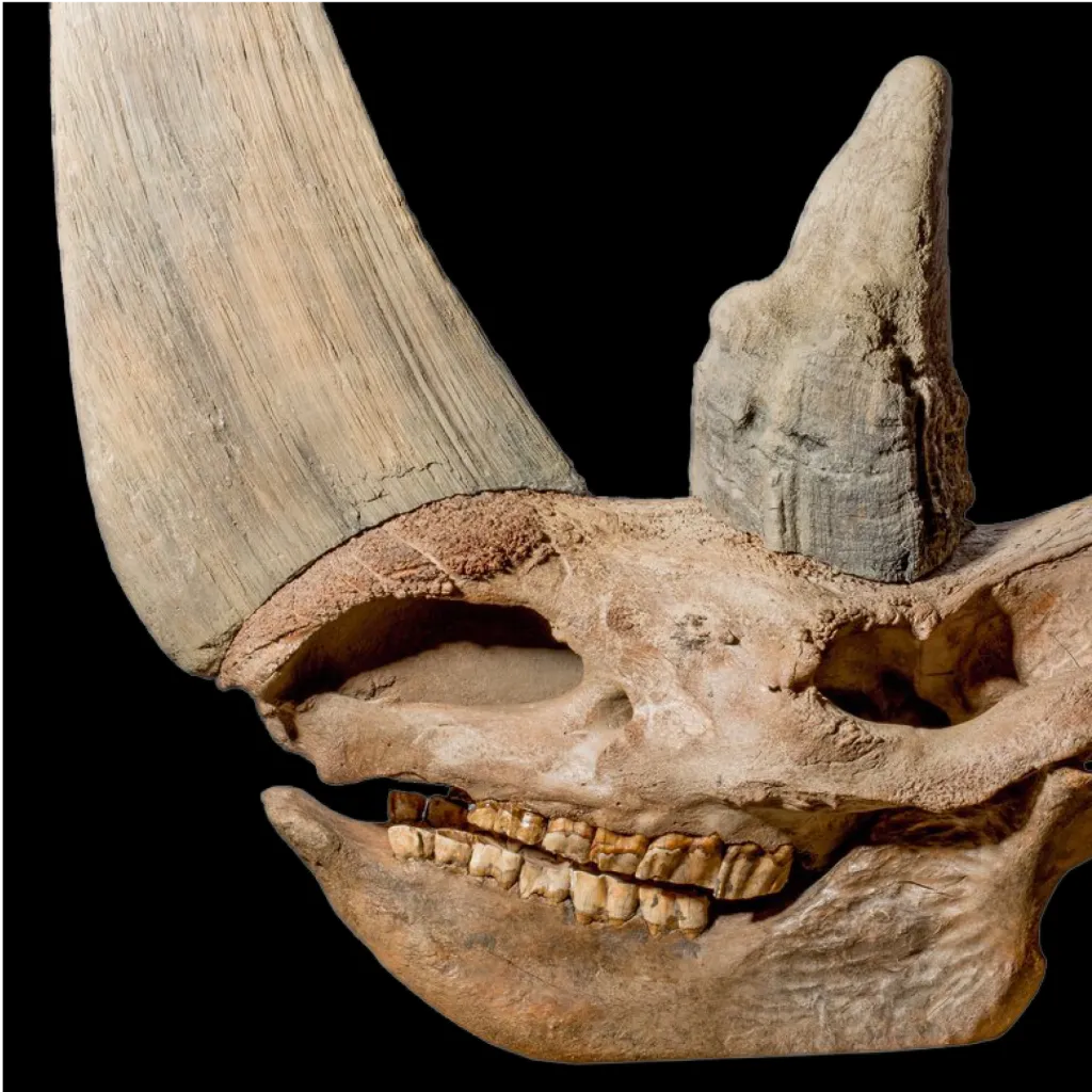 Skull of Woolly rhinoceros - preview photo 2123