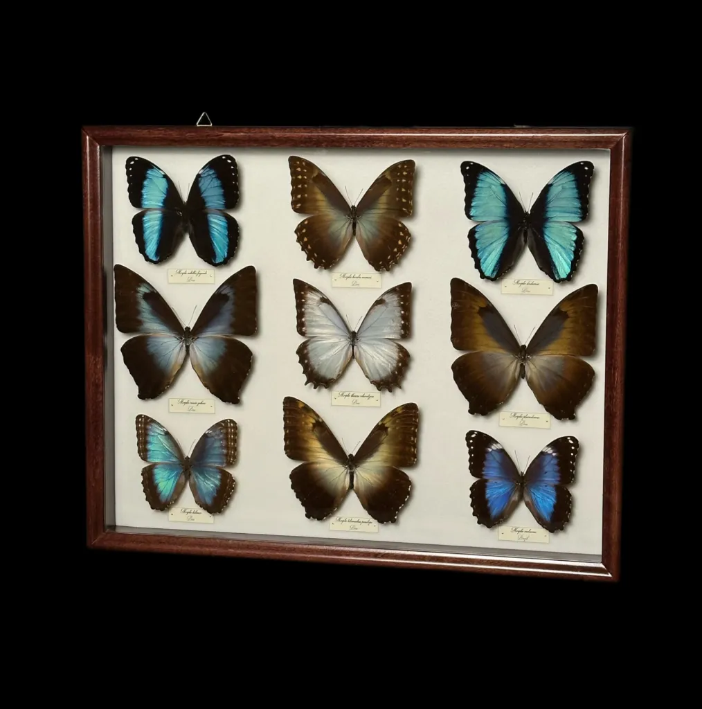 Collection of 36 perfectly preserved butterflies from South America - preview photo 5123