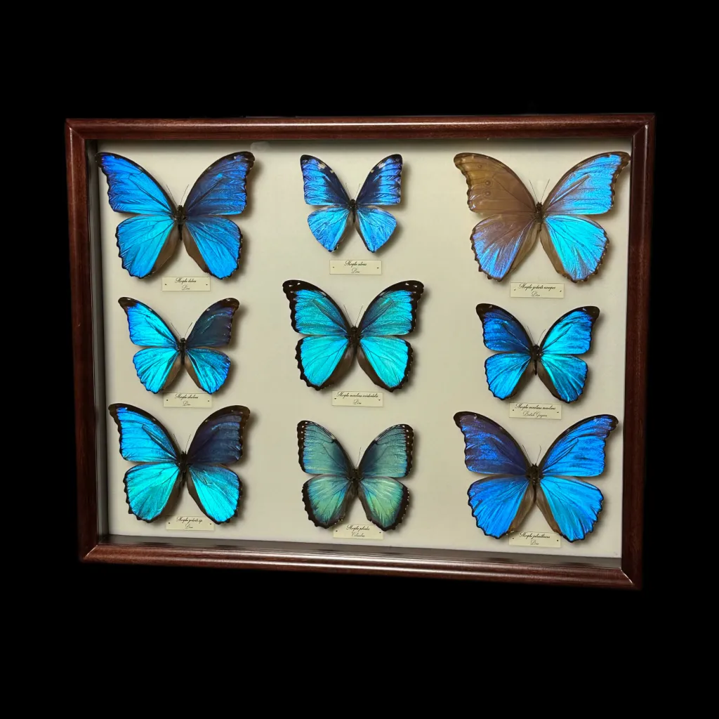 Collection of 36 perfectly preserved butterflies from South America - preview photo 4123