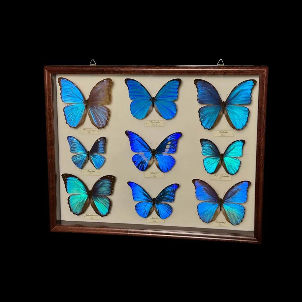 Collection of 36 perfectly preserved butterflies from South America - preview photo 3123
