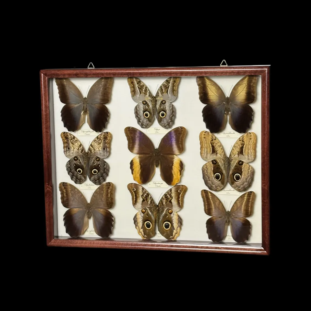 Collection of 36 perfectly preserved butterflies from South America - preview photo 2123