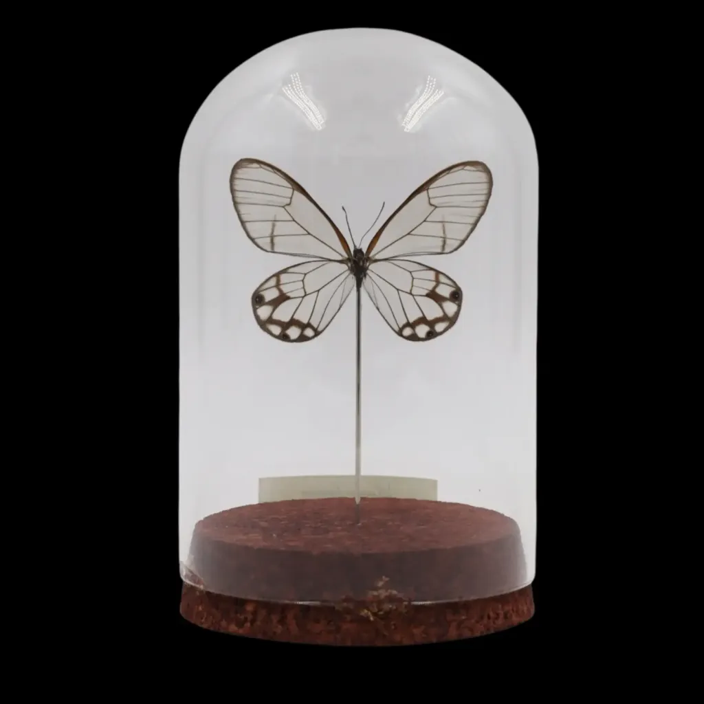 Haetera hypaesia in Glass Cloche – The Phantom Wings of the Peruvian Forest - preview photo 2123