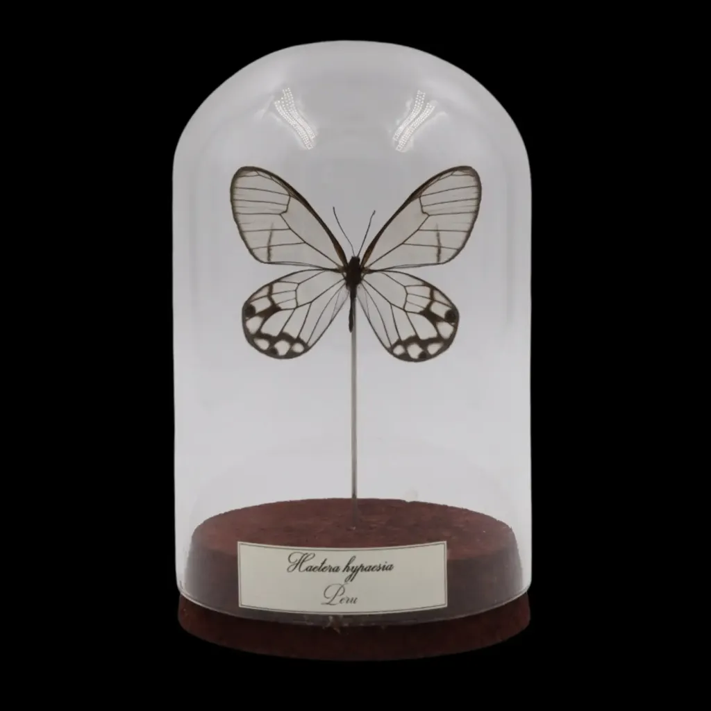 Haetera hypaesia in Glass Cloche – The Phantom Wings of the Peruvian Forest - preview photo 1123