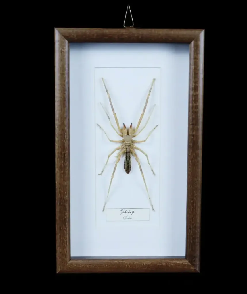 Galeodes Spider (Sudan): A Rare Desert Predator - preview photo 1123