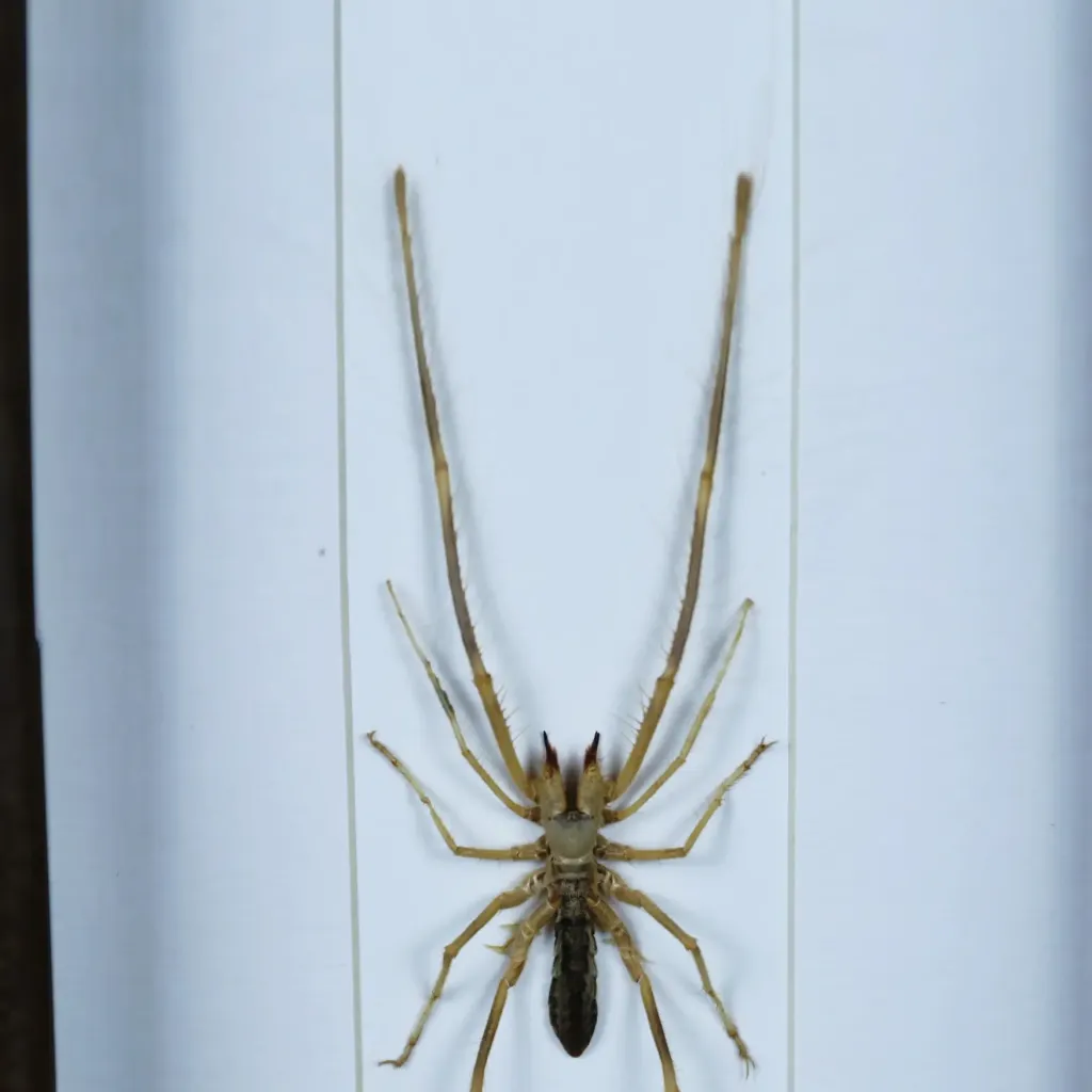 Galeodes Spider (Sudan): A Rare Desert Predator - preview photo 2123