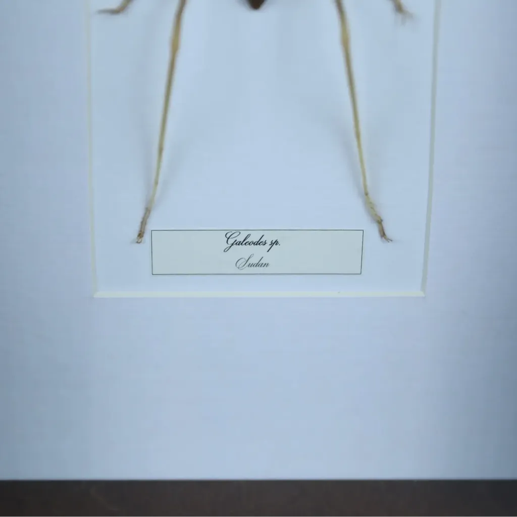 Galeodes Spider (Sudan): A Rare Desert Predator - preview photo 3123
