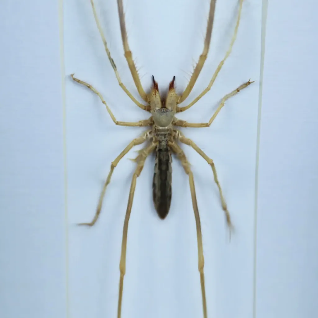 Galeodes Spider (Sudan): A Rare Desert Predator - preview photo 4123