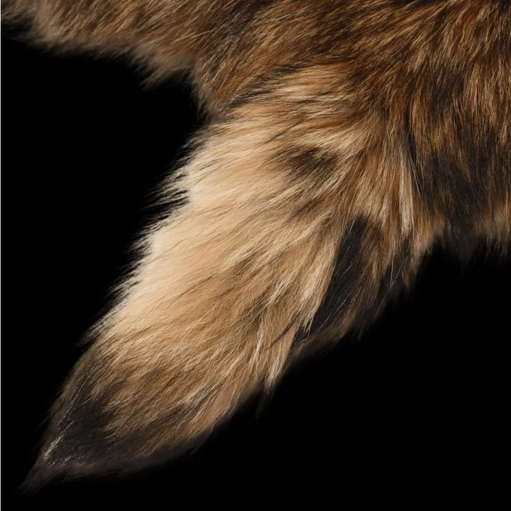 Semicircular racoon fur rug - preview photo 2123