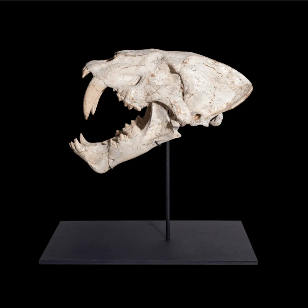 The skull of a Saber-Toothed Cat Machairodus Sp. - preview photo 2123