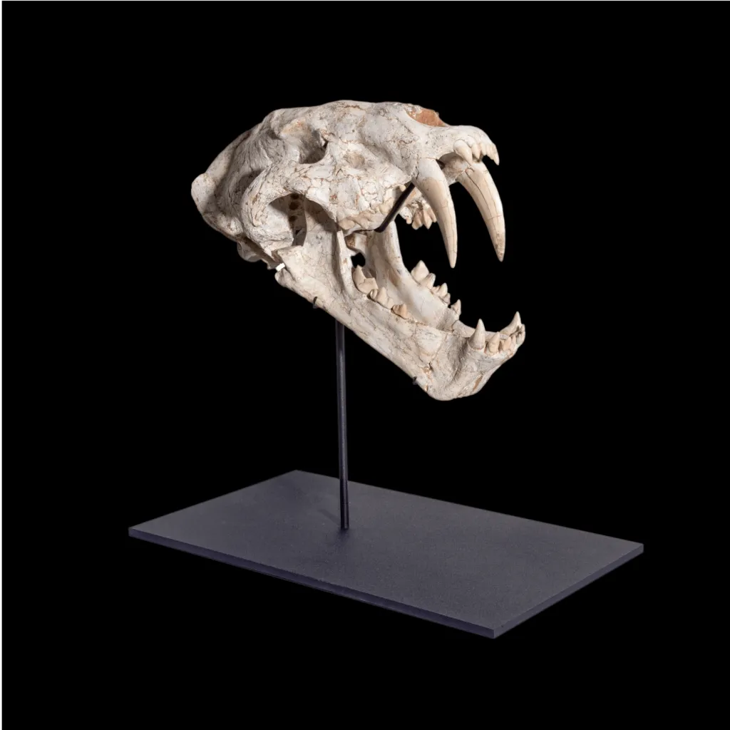 The skull of a Saber-Toothed Cat Machairodus Sp. - preview photo 3123