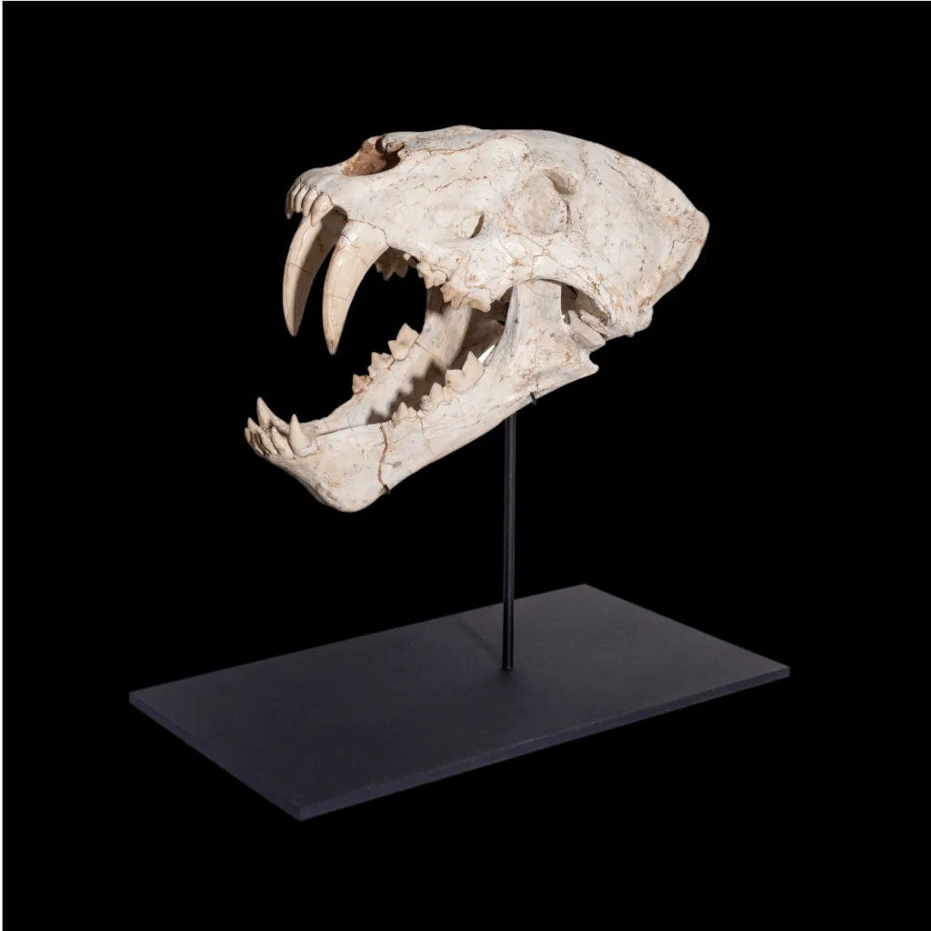 The skull of a Saber-Toothed Cat Machairodus Sp. - preview photo 4123