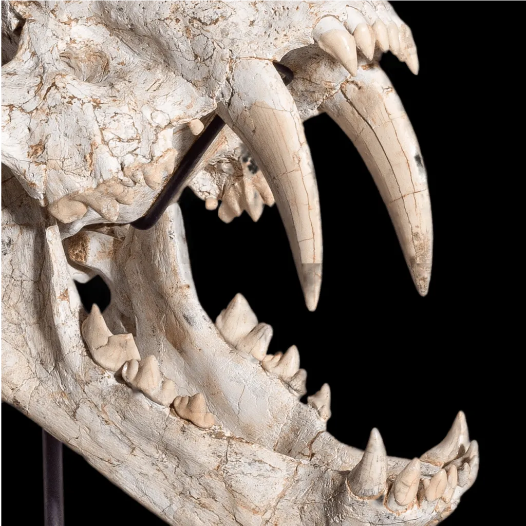 The skull of a Saber-Toothed Cat Machairodus Sp. - preview photo 1123