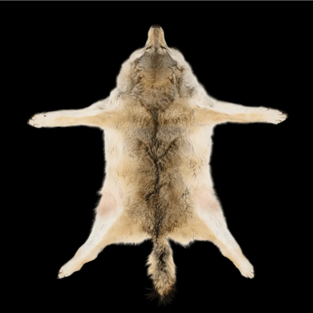 Wolfskin rug 186x150 cm - preview photo 1123