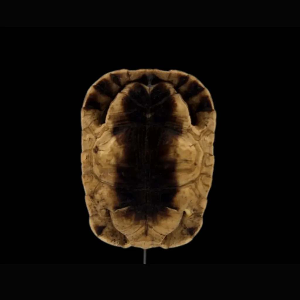 Chersina angulata——南部非洲 Angulate Tortoise 的甲殼 - 預覽圖片 4123