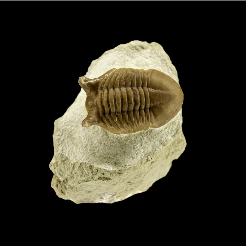 史前節肢動物——三葉蟲（Paraceraurus exsul），約 4.64 億年歷史，保存完好 - 預覽圖片 1123