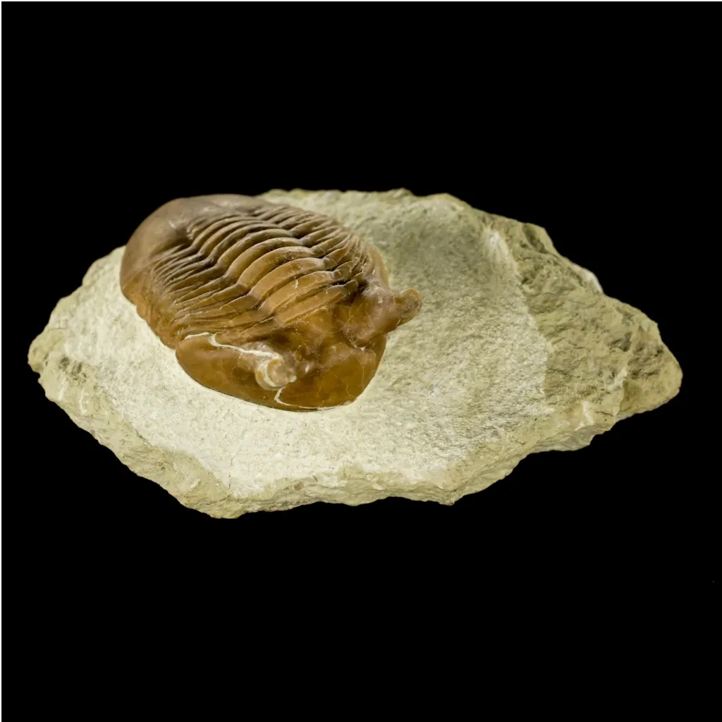 史前節肢動物——三葉蟲（Paraceraurus exsul），約 4.64 億年歷史，保存完好