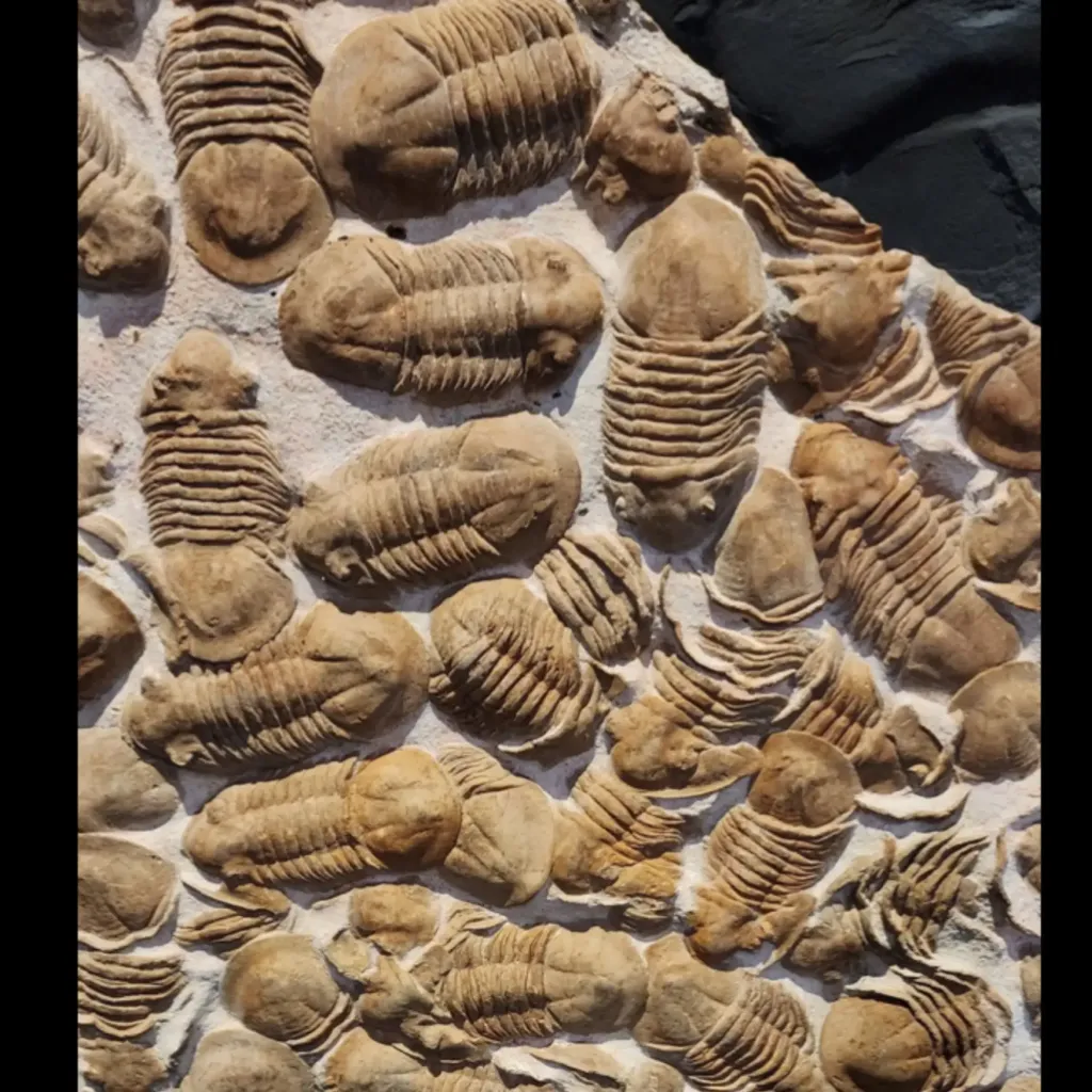 Fossil Plate with Mass Aggregation of Trilobites, Paleozoic Era - preview photo 3123
