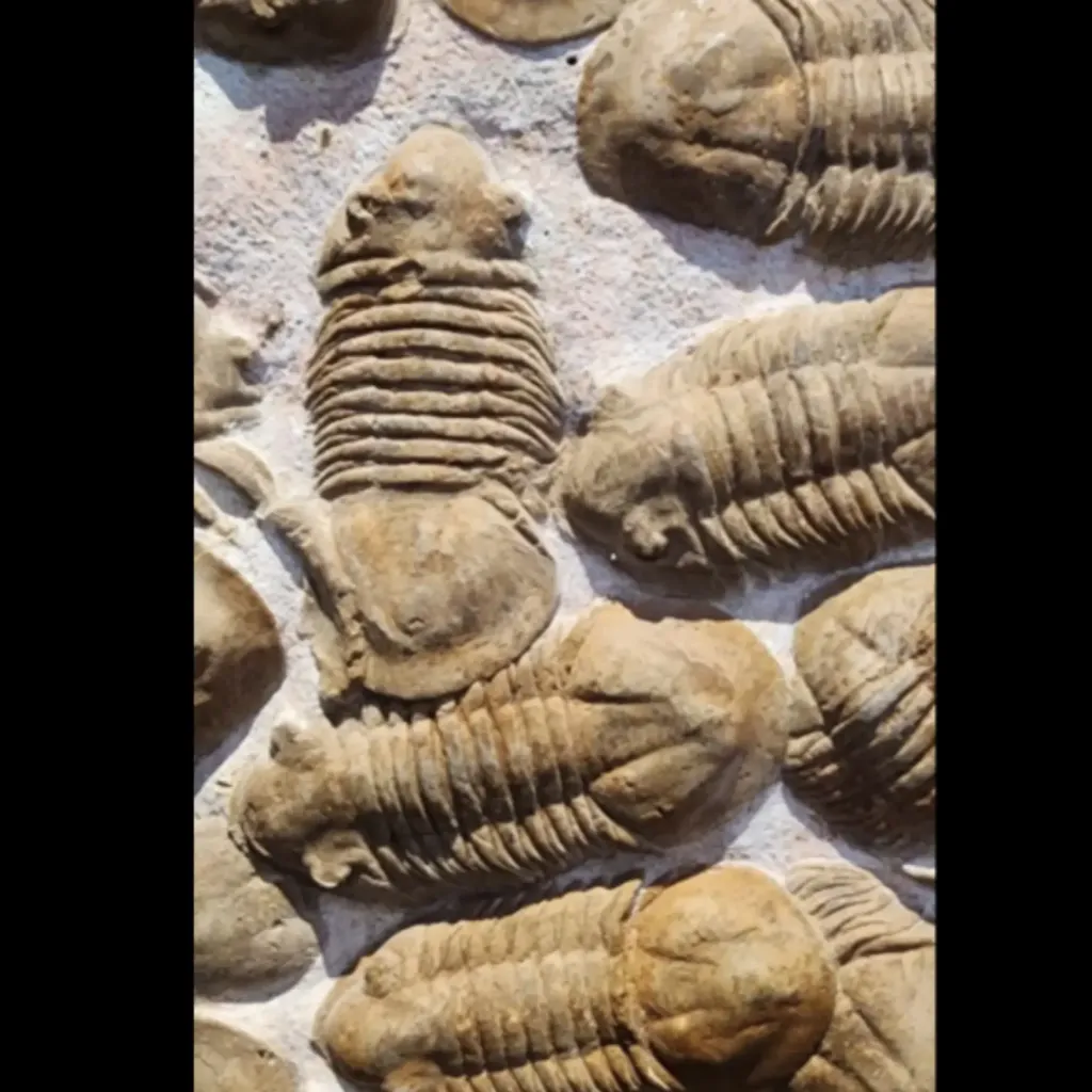 Fossil Plate with Mass Aggregation of Trilobites, Paleozoic Era - preview photo 4123