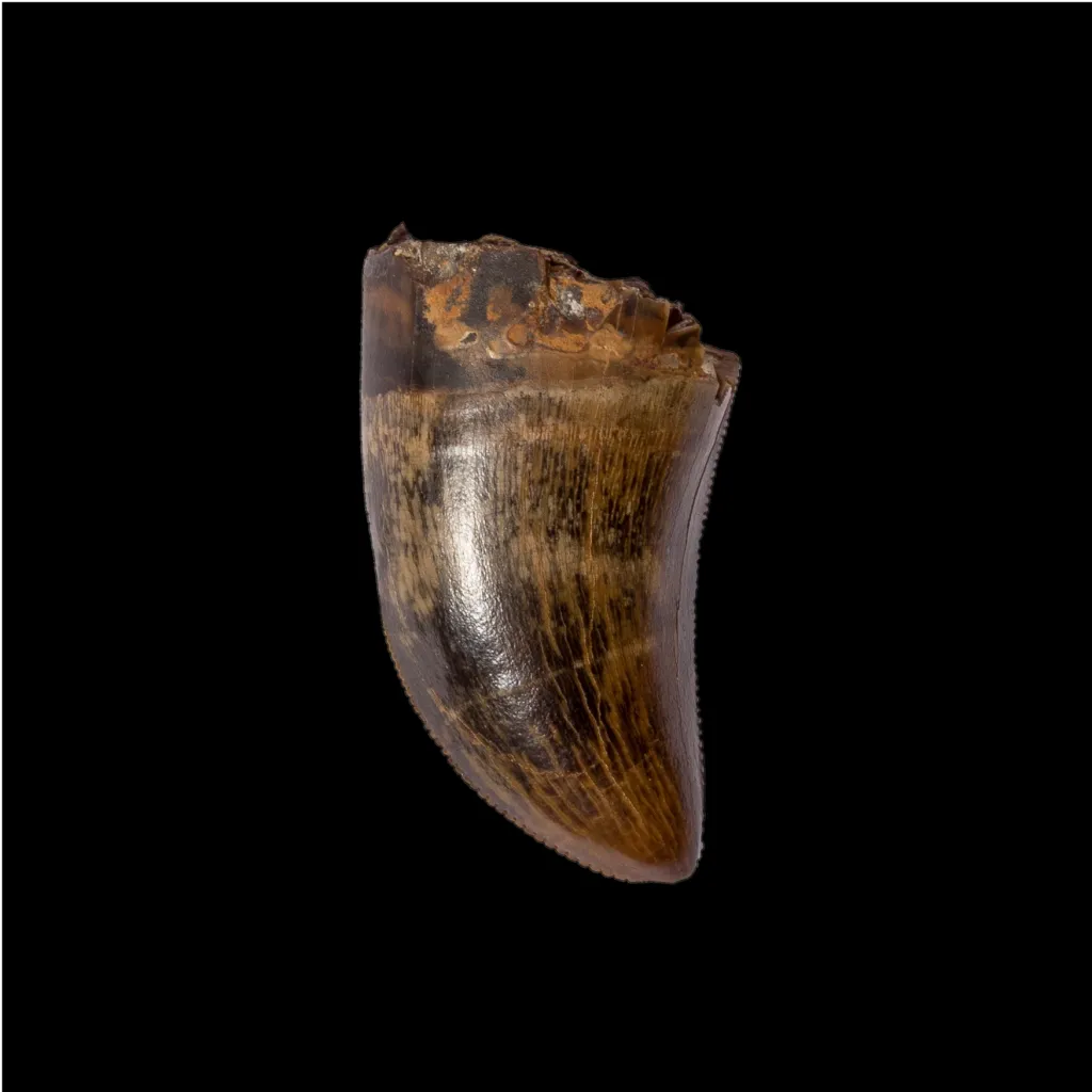 Tyrannosaurus tooth