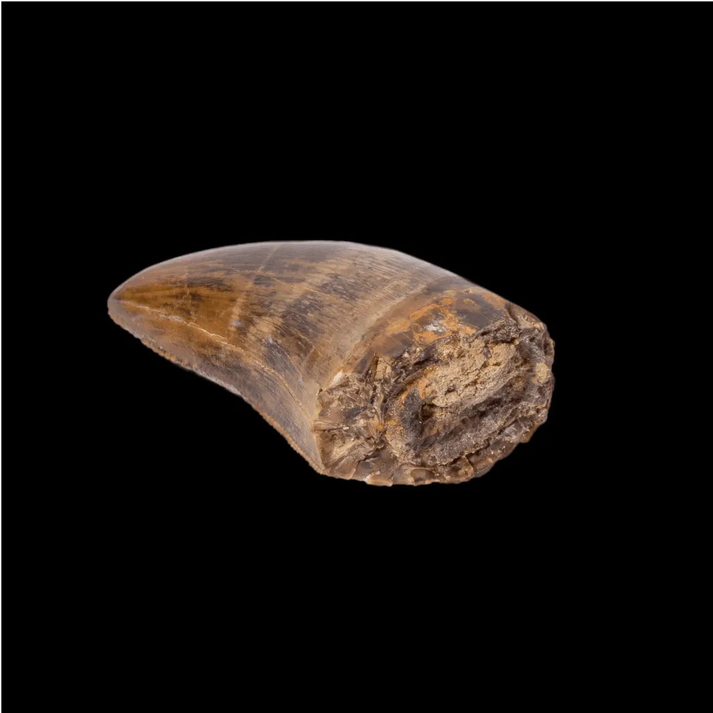 Tyrannosaurus tooth - preview photo 2123
