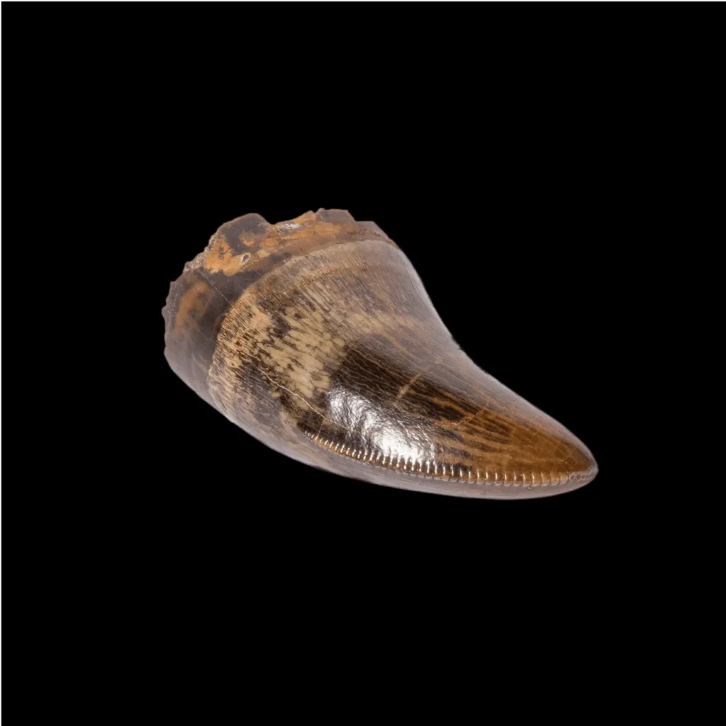 Tyrannosaurus tooth - preview photo 3123