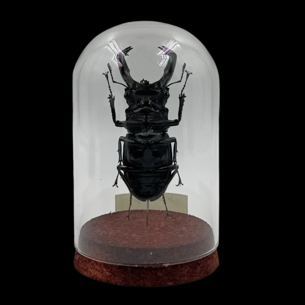 Hexarthrius Parryi - preview photo 2123